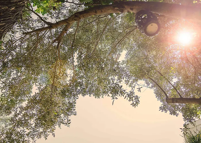 Vintage 4* アラカティ